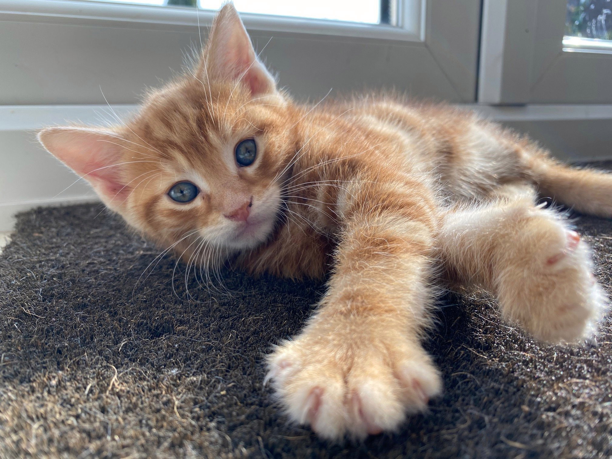 Family desperate to save Harry – the intersex kitten with no genitals