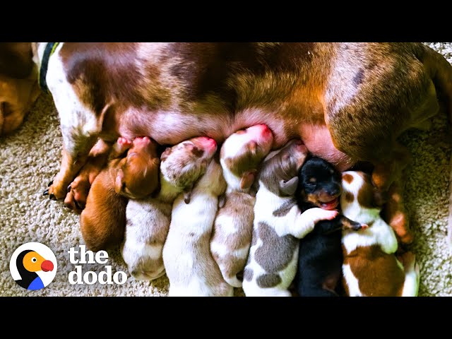 Dachshund Rescued From Puppy Mill Just In Time To Have Her Babies | The Dodo