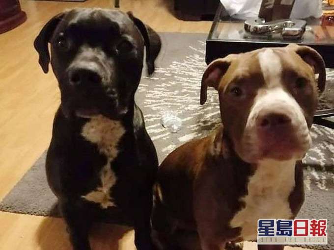 3岁男童后院玩耍惹杀身祸 遭邻居2恶犬咬死