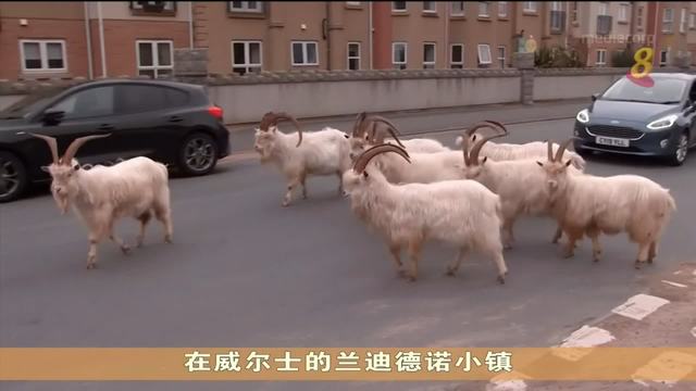 疫情下无法进行定期避孕注射 威尔士小镇山羊数量激增