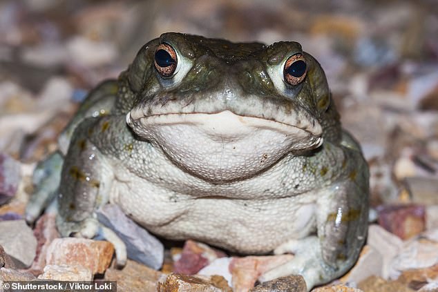 Spanish porn star is charged with manslaughter after fashion photographer died at his home from inhaling psychedelic toad vapour