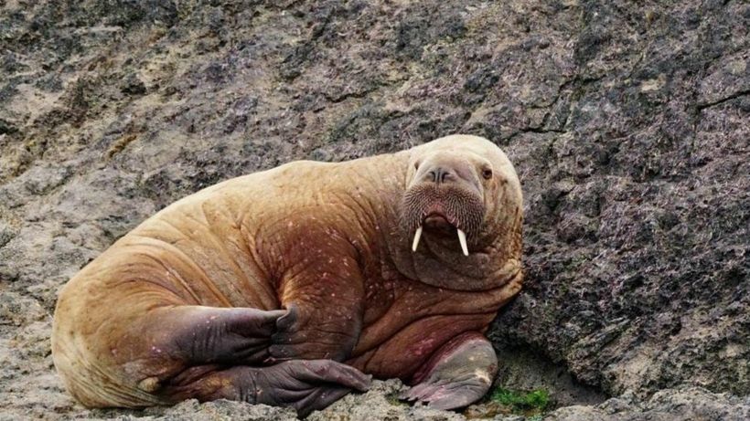 Walrus spotted in Wales, days after one seen off Ireland