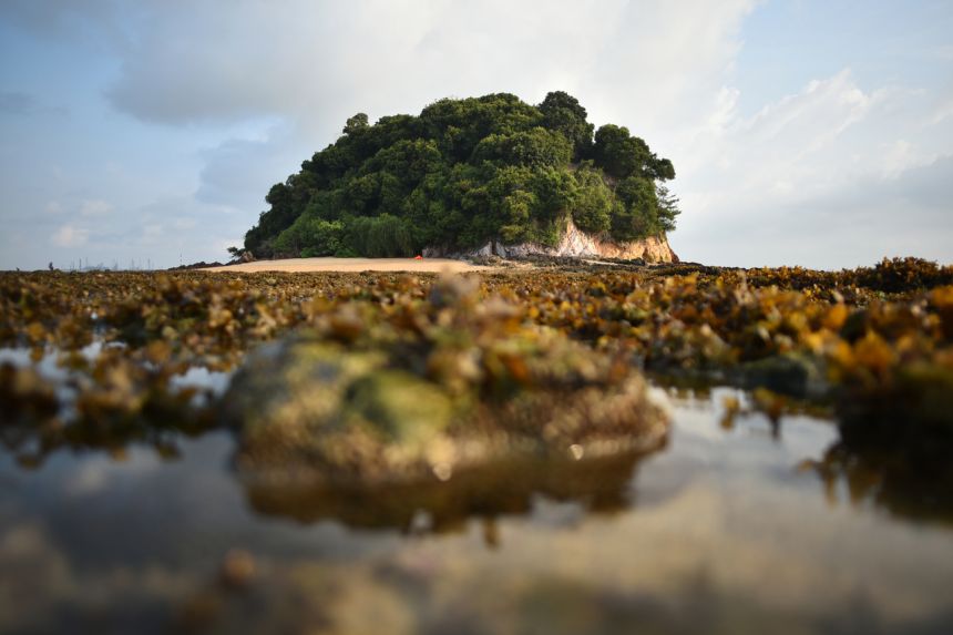 UN biodiversity summit delayed again by Covid-19, now scheduled for October