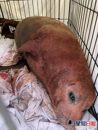 英国海豹惨遭恶犬咬死 女狗主疑未牵好狗绳惹祸