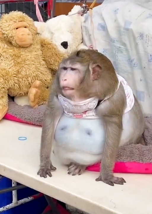 Monkey Is Severely Obese After Being Fed Junk Food By People In Market