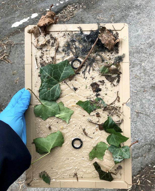 Warning to owners as cat dies 'slowly and painfully' in in £5 inhumane glue trap