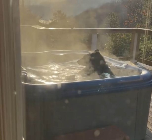 Tourist walks out to find huge bear taking relaxing soak in their hot tub