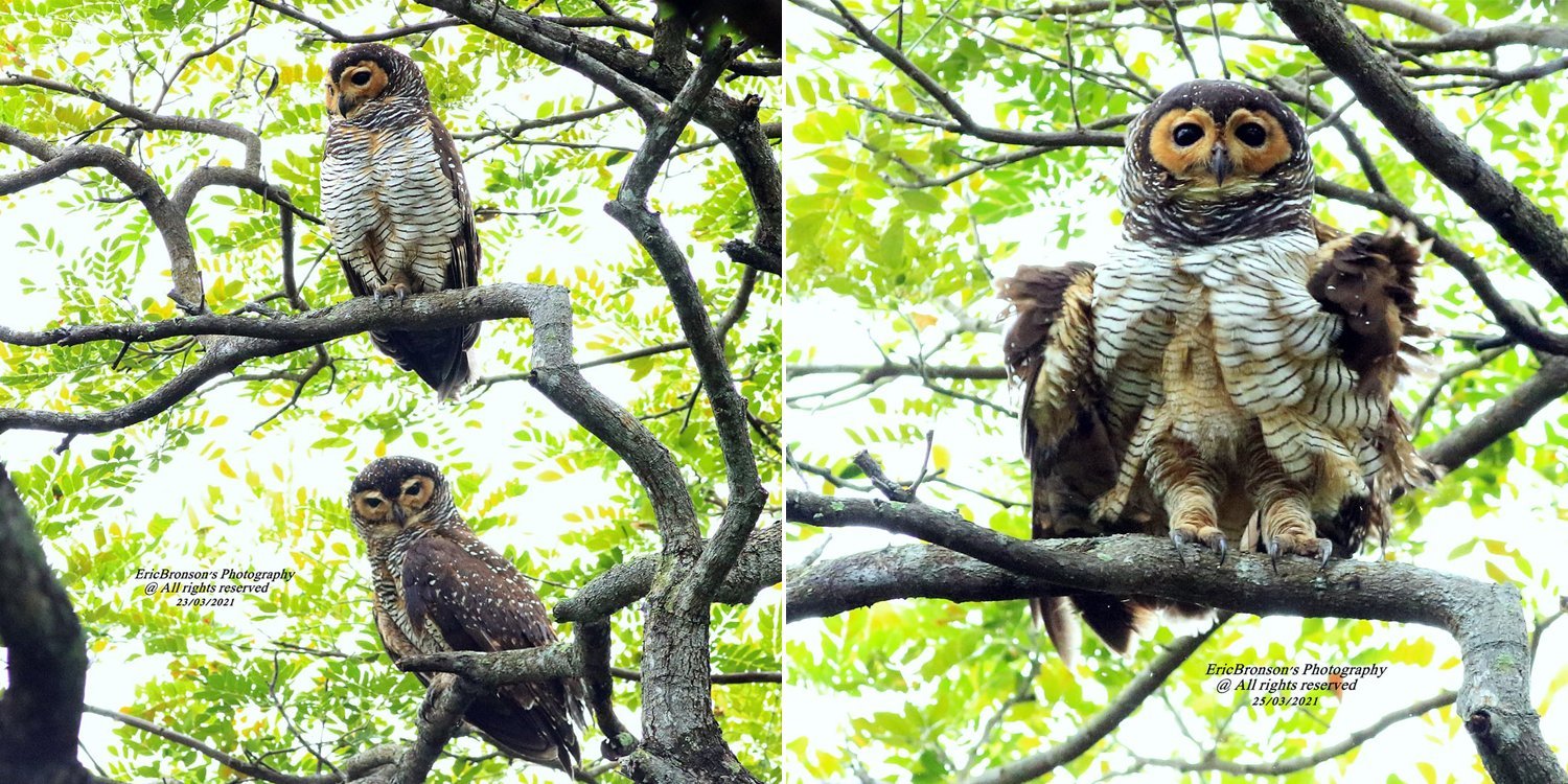 Rare spotted wood owls seen at Pasir Ris park, look like they’re wearing fancy striped coats