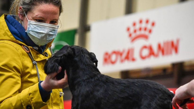 Crufts 2021 cancelled amid Covid 'uncertainty'
