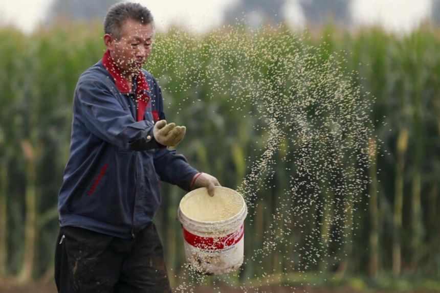 Across China: Cropland 'nannies' bring Chinese farmers into modern era