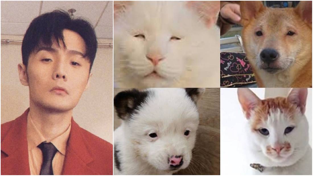 These Are The Dogs And Cats Netizens Say Look Like Li Ronghao
