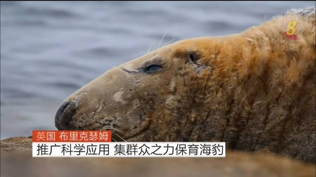 英国布里克瑟姆推广科学应用 集群众之力保育海豹