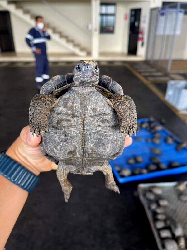 Nearly 200 Baby Tortoises Are Seized at Galápagos Airport