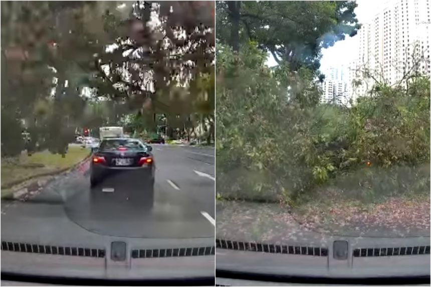 Tree branch falls on car in Tiong Bahru, injuring driver