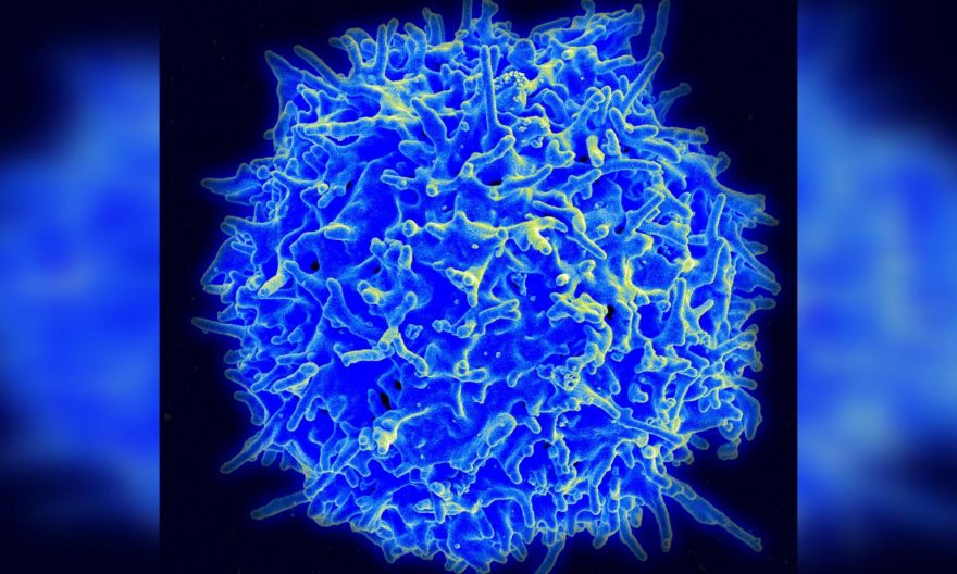 T cells induced by Covid-19 infection respond to new virus variants: US study