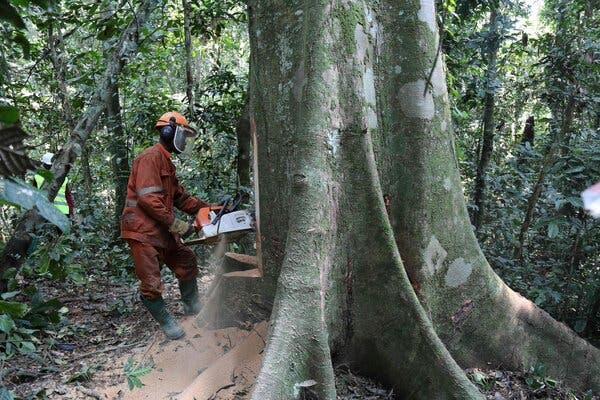 Tropical Forest Destruction Accelerated in 2020
