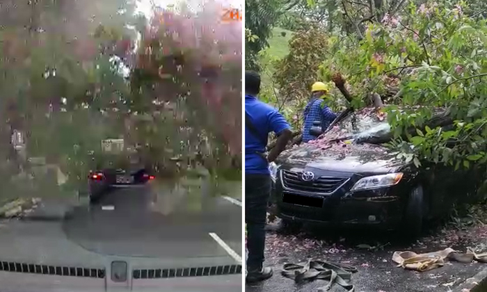 Driver taken to hospital after tree branch falls on car in Tiong Bahru