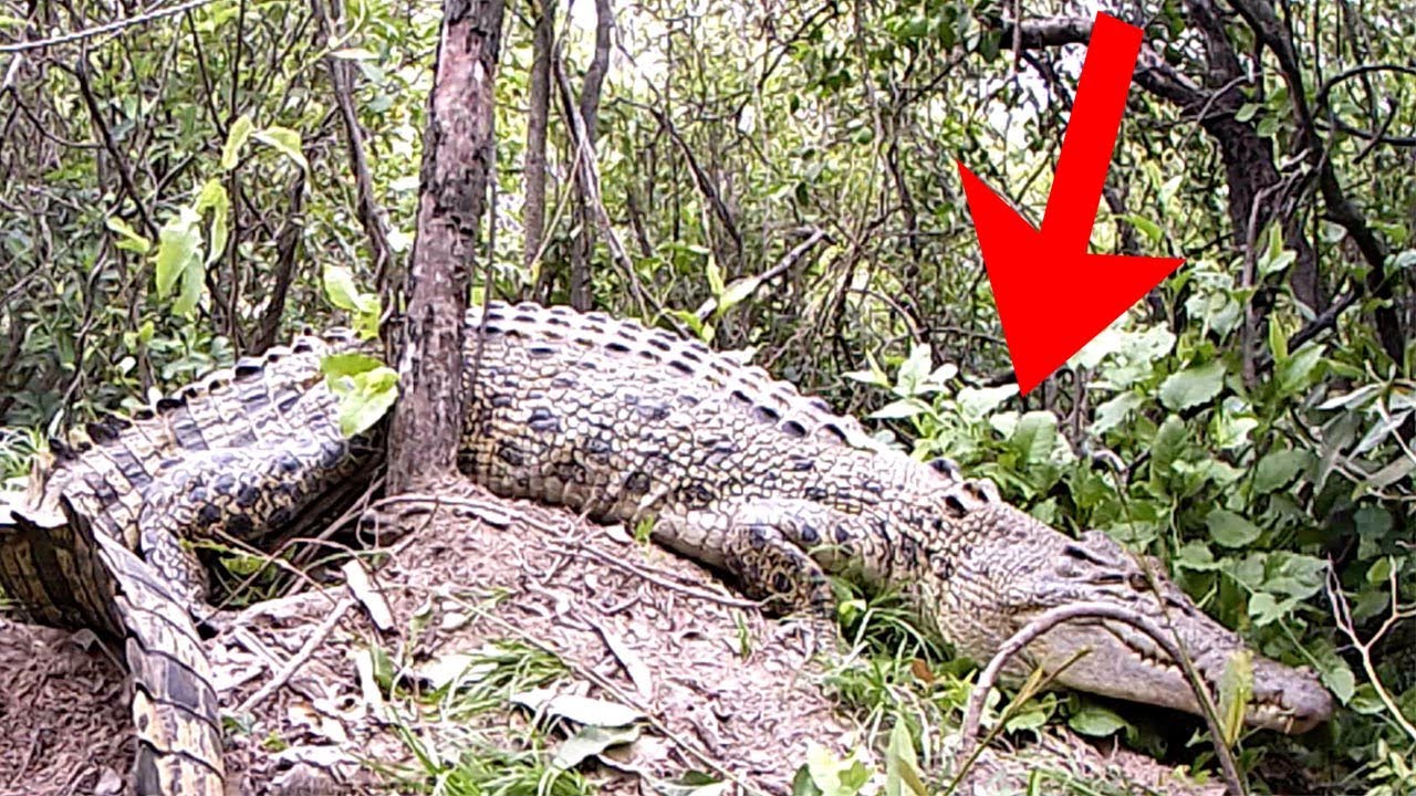 Saltwater Crocodile Defends Nest From Predators