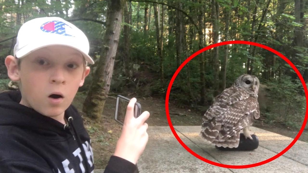 Kid Captures Amazing Encounter With Owl