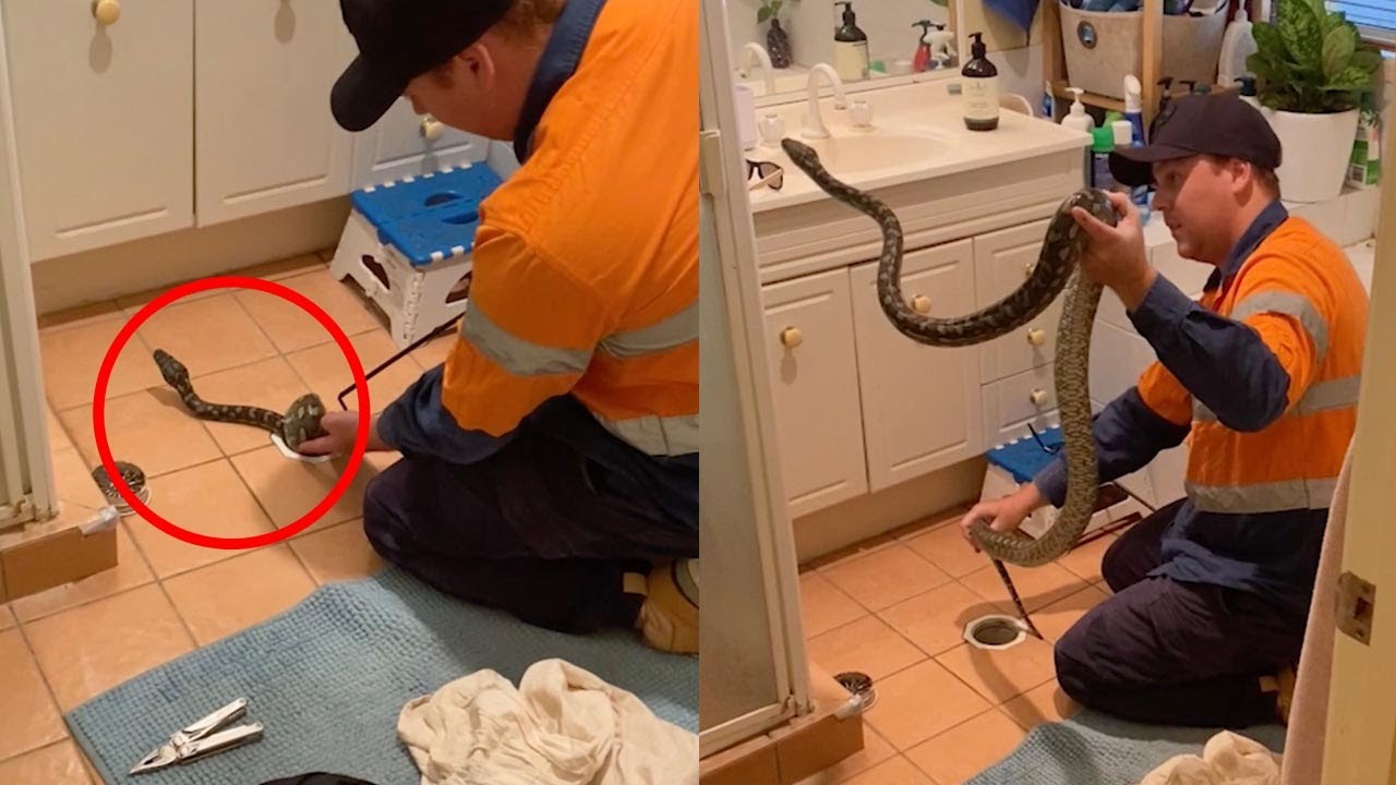 Huge Python Is Pulled Out From Bathroom Drain
