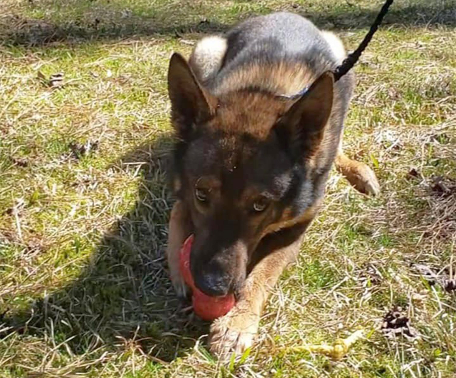 N.C. Police Officer Resigns After Video Shows Him Hitting K-9, Lifting Dog up by Collar