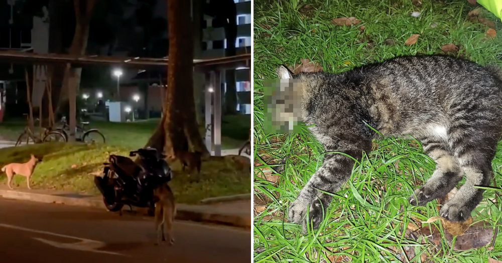 Community cat mauled to death by 3 stray dogs at Boon Lay