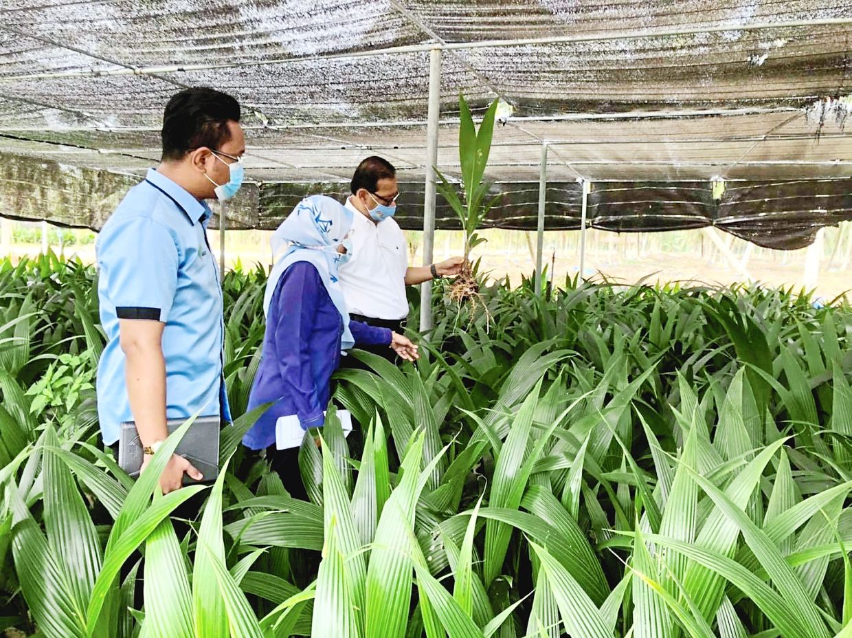 State to up pandan coconut production