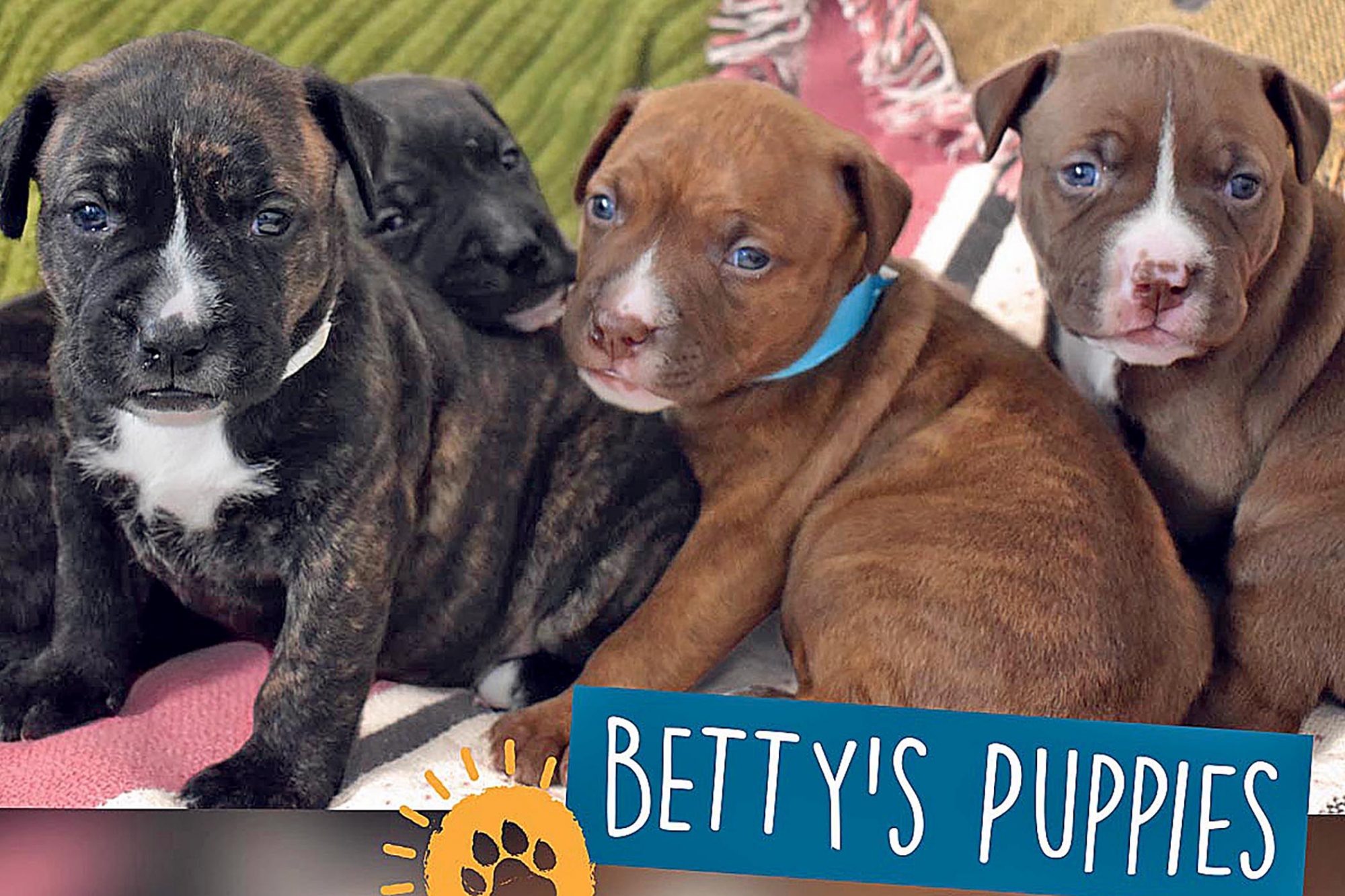 Mother Pit Bull Leads Colorado Shelter Employees to Her Four Freezing Puppies in Need of Help