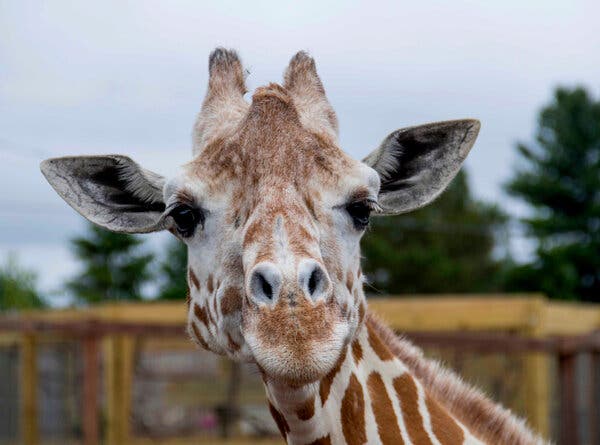 April the Giraffe, Who Became an Internet Sensation in 2017, Dies