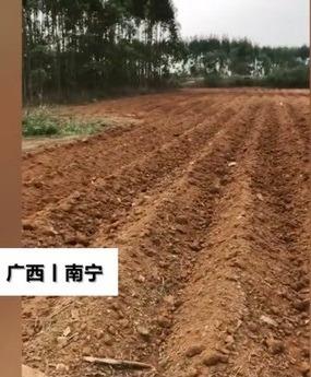 男子返乡祭祖傻了眼 祖坟地全变成甘蔗园