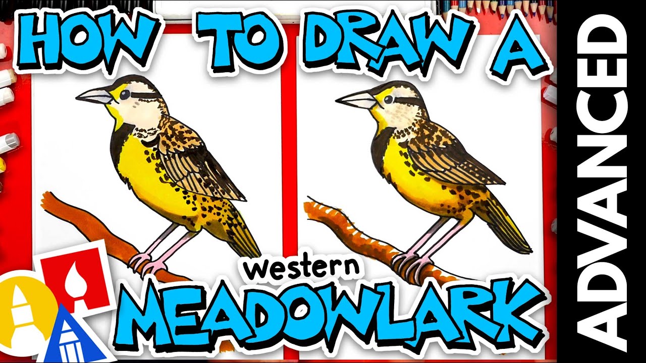 How To Draw A Western Meadowlark - Advanced