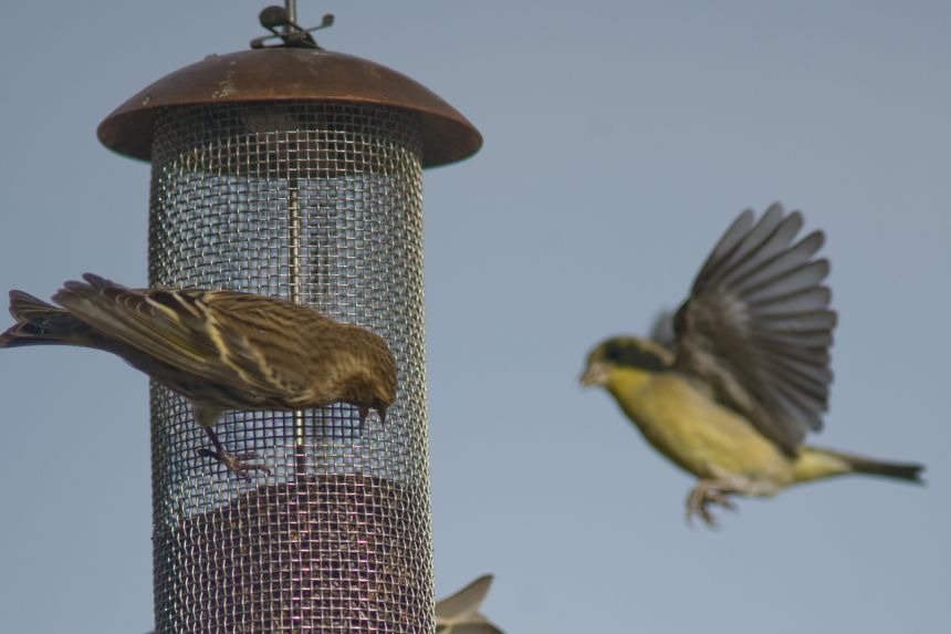 Salmonella outbreak in the US is linked to wild birds and feeders: CDC
