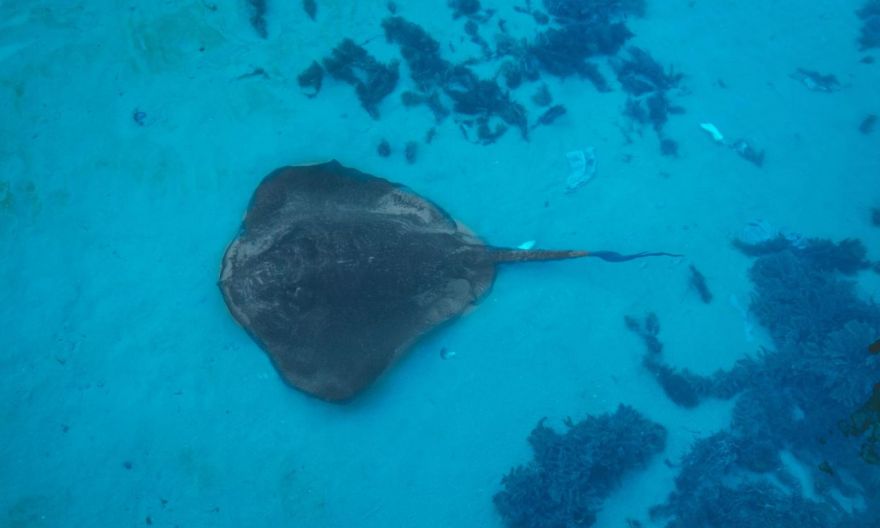 Stingray injures man in Sentosa: What to do if you are stung