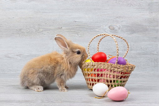 How did the Easter Bunny start and is it male or female?
