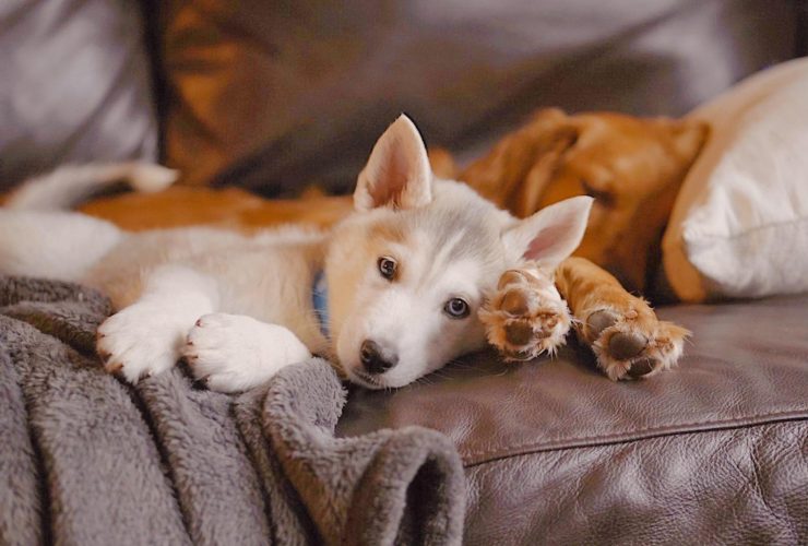 6 Pet-Friendly Hotels for a Lovely ‘Pawcation’ in Singapore