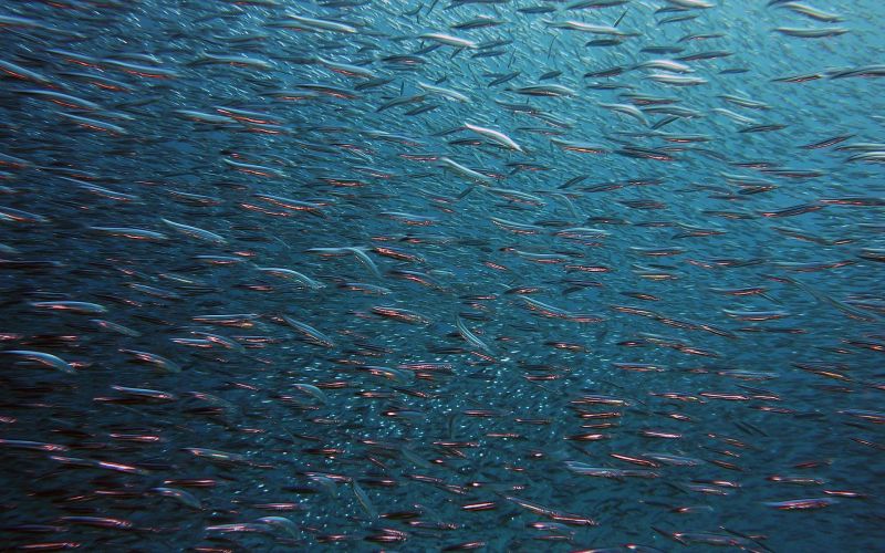 Marine species head to the poles as ocean temperatures rise