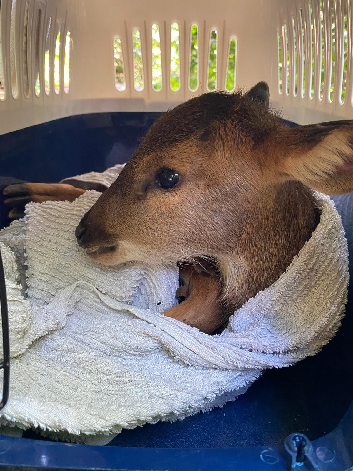 Injured sambar deer rescued at mandai, but had to be put down on welfare grounds