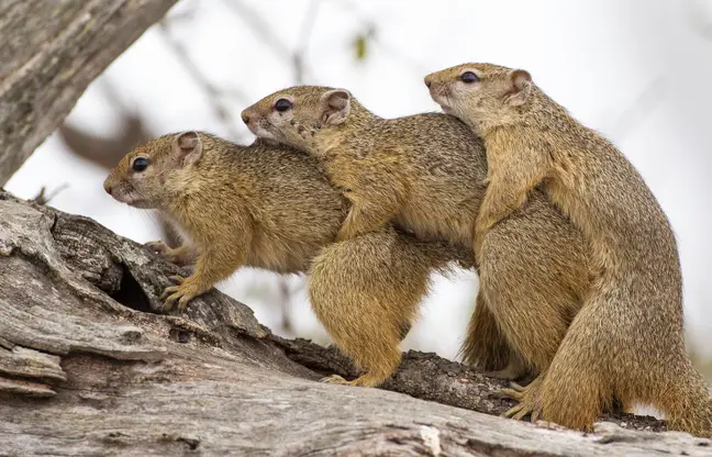 Dog Walker Stunned By 'Ripped' Squirrel's Huge 'Nuts' 