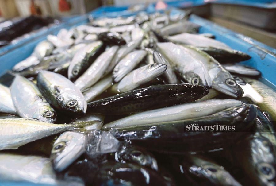 CAP urges Fisheries Department to investigate 'ikan rakyat' problem in the market