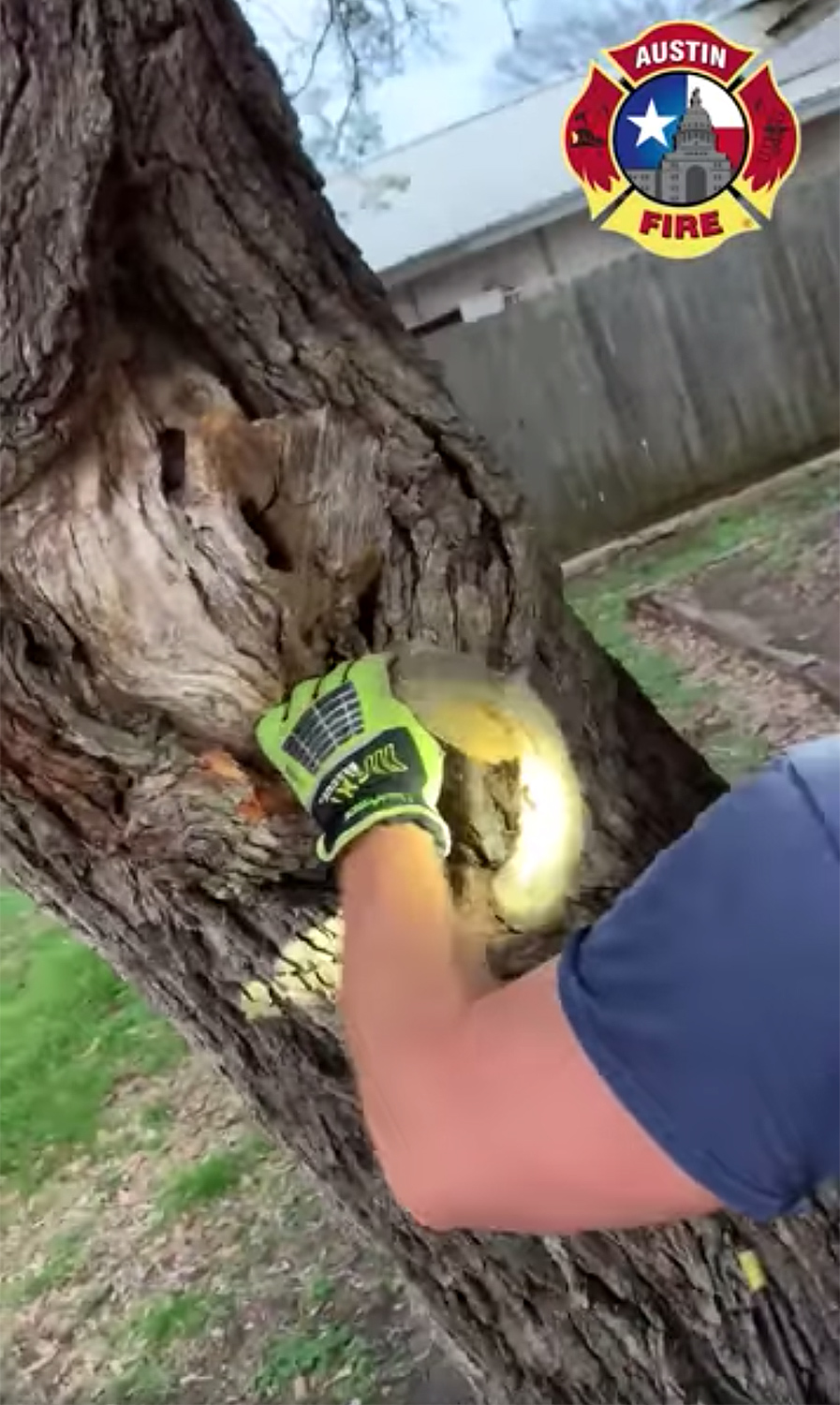 Austin Firefighters Save Squirrel Who Got Its Head Stuck in a Tree: 'Not an April Fools' Joke