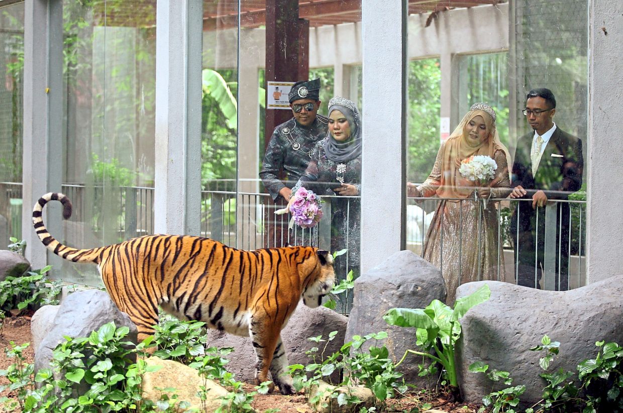 Weddings the new attraction at Zoo Negara