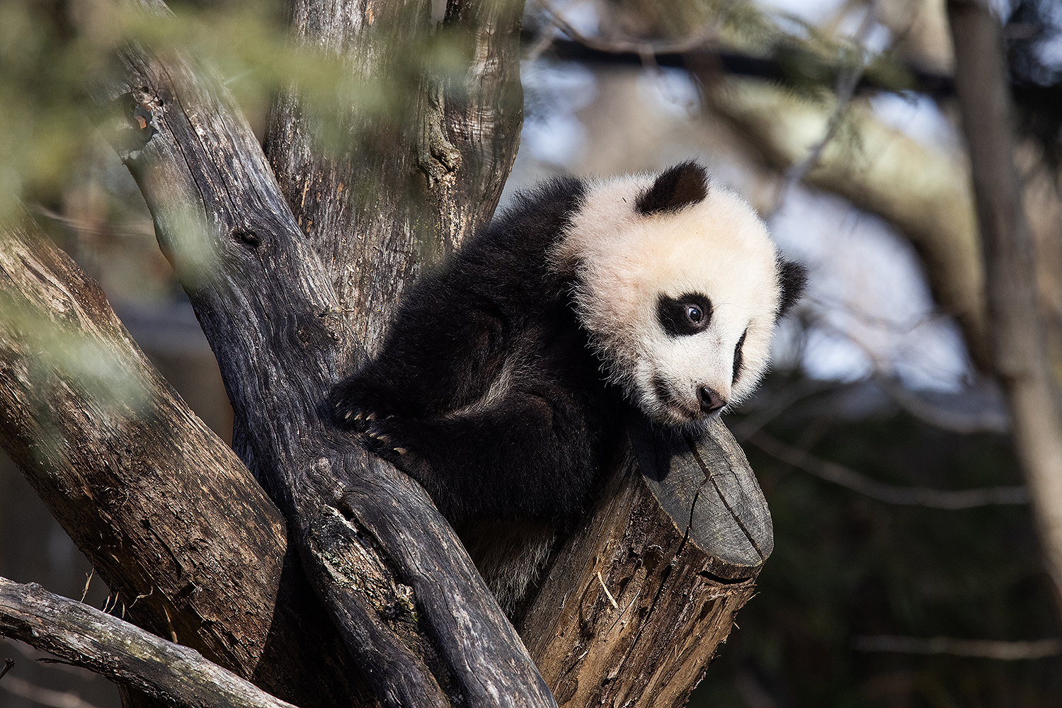 The National Zoo's Panda Cub Is Learning to Climb Trees and Roll Down Hills: 'It's Pretty Cute'