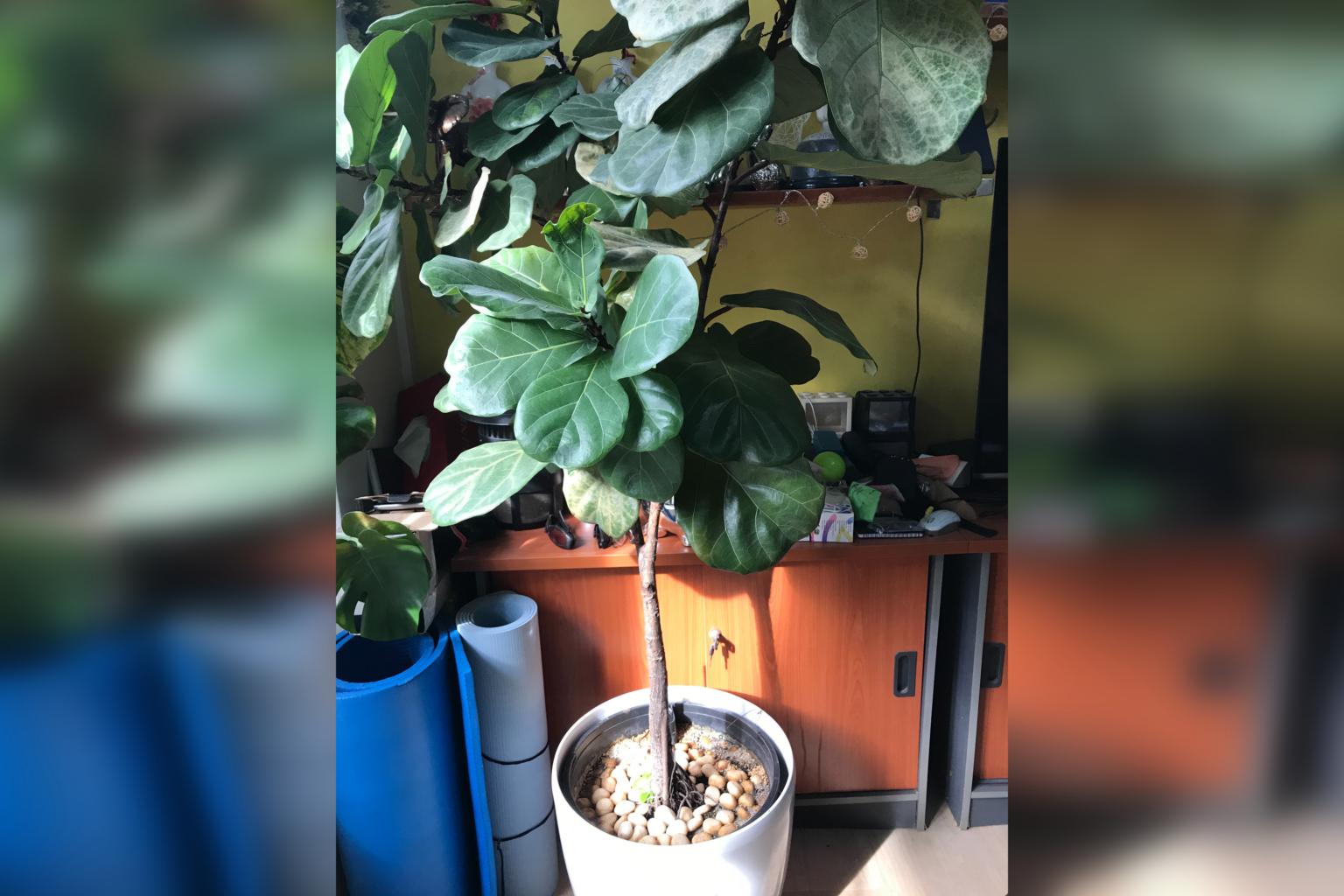 Root Awakening: Spider mite infestation; yellowing leaves in fiddle-leaf fig plant
