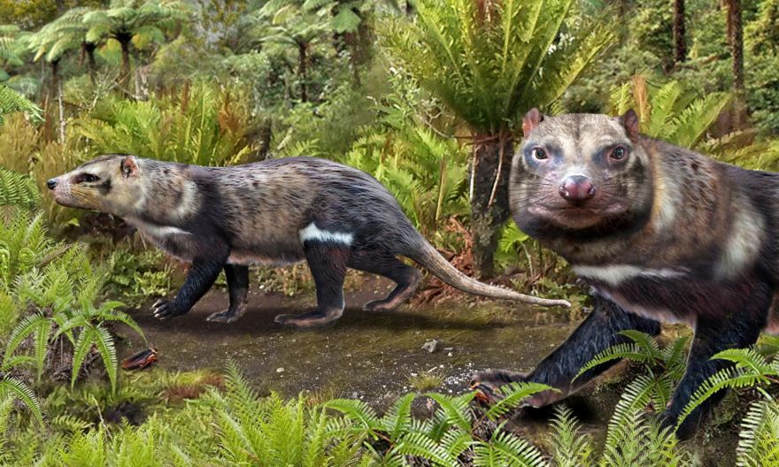 Beast of five teeth: Chilean scientists unearth skunk that walked among dinosaurs