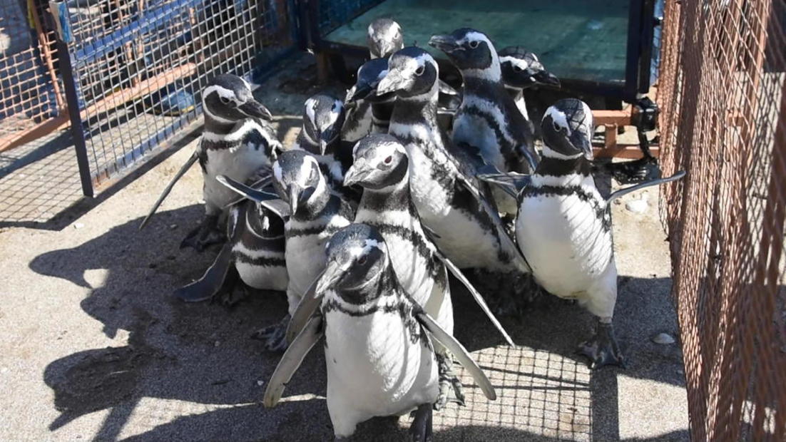 Argentine penguins waddle back to sea after rehab on dry land