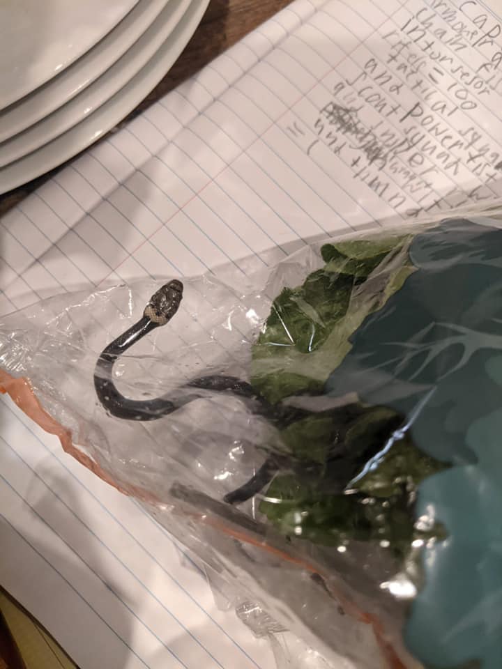 Alive Snake Found By Australian Family In Lettuce Bought From Aldi