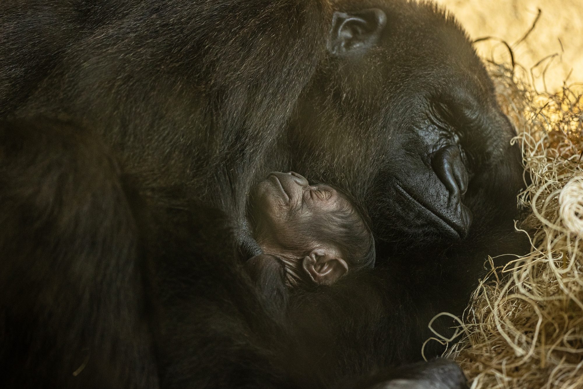 Florida Zoo Welcomes 'Critically Endangered' Baby Gorilla: 'We Have Many Reasons to Celebrate'