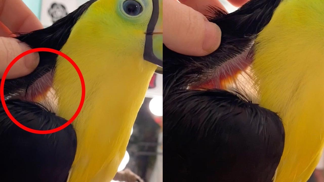 Toucan Has Mind-Boggling Translucent Skin