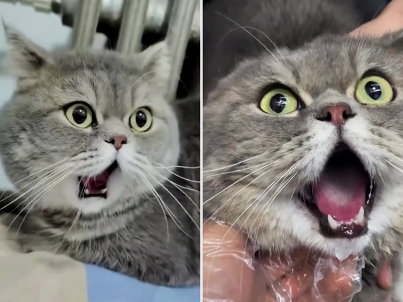 猫咪打哈欠下巴脱臼 兽医：看来好笑其实痛苦