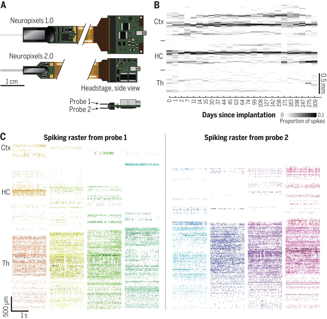 Neuropixels 2.0: A miniaturized high-density probe for stable, long-term brain recordings